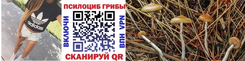 как найти закладки  Невельск  мега маркетплейс  Псилоцибиновые грибы ЛСД 